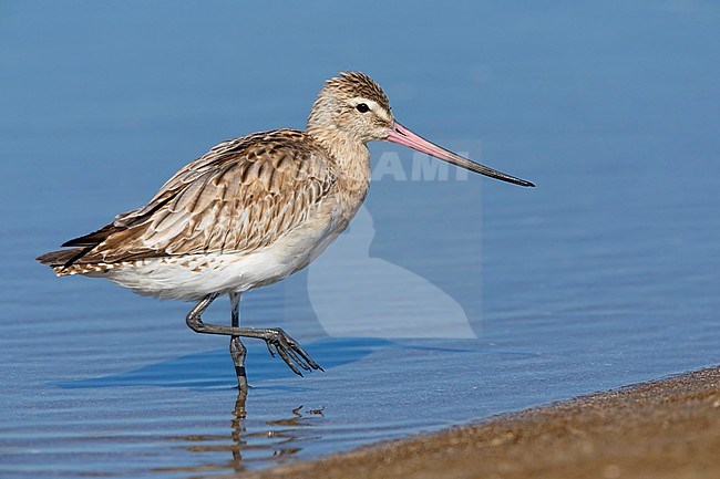 Bar-tailed Godwit (Limosa lapponica), standing in the water, Liwa, Al Batinah, Oman stock-image by Agami/Saverio Gatto,