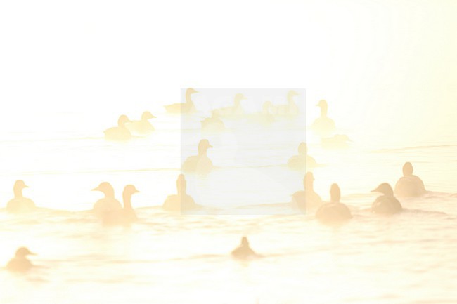 Zwemmende Grauwe Ganzen in ochtendmist, Swimming Greylag Geese in morning fog stock-image by Agami/Chris van Rijswijk,