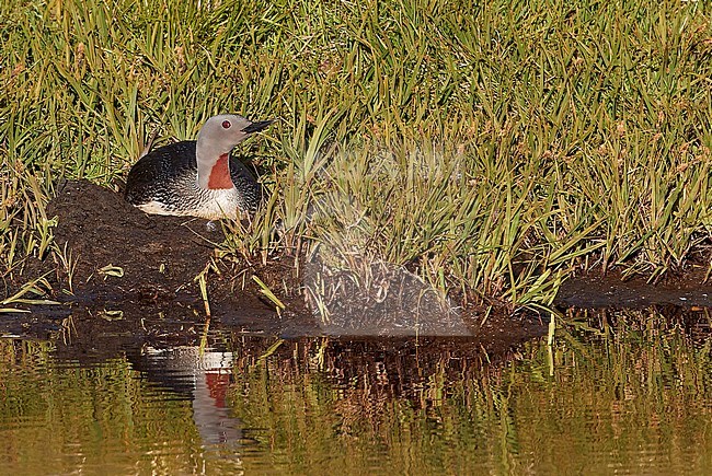 Red-throated Diver at nest (Gavia stellata) Iceland June 2019 stock-image by Agami/Markus Varesvuo,