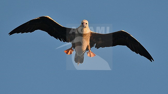 Red-footed Booby (Sula sula) in flight over the mid-atlantic ocean. stock-image by Agami/Laurens Steijn,