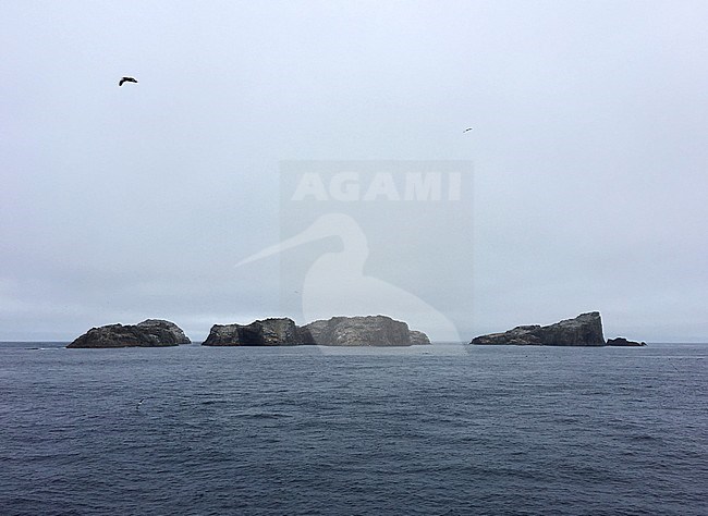 The remote Bounty Islands off New Zealand. A small group of 13 uninhabited granite islets and numerous rocks in the southern pacific ocean. The group is a World Heritage Site. stock-image by Agami/Marc Guyt,