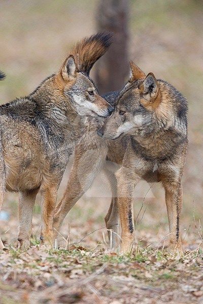 Italian Wolf (Canis lupus italicus), captive animals sniffing each other, Civitella Alfedena, Abruzzo, Italy stock-image by Agami/Saverio Gatto,