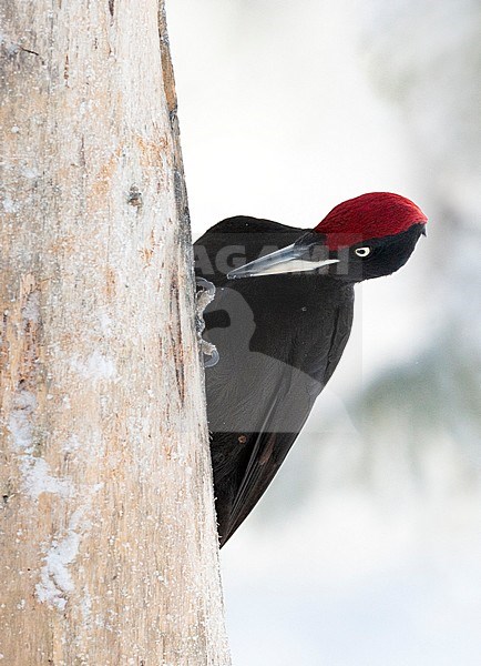 Black Woodpecker (Dryocopus martius) in Finnish taiga forest near Kuusamo during a cold winter. Clinging to a pine tree, looking for something to eat. stock-image by Agami/Marc Guyt,