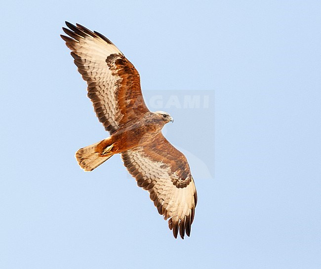 Dark rufous form Steppe Buzzard (Buteo buteo vulpinus) on migration over the Eilat Mountains, near Eilat, Israel stock-image by Agami/Marc Guyt,