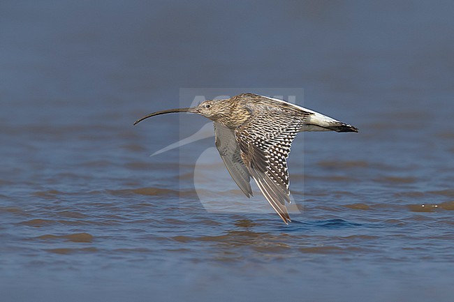Oostelijke Wulp in de vlucht; Eurasian Curlew (subspecies orientalis) in flight stock-image by Agami/Daniele Occhiato,