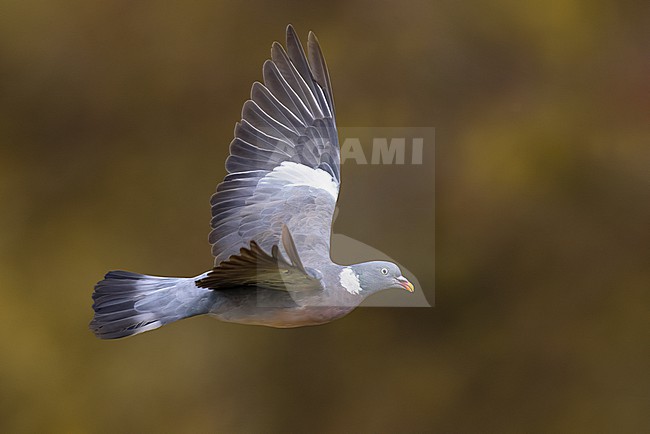 Adult Common Wood Pigeon, Columba palumbus, in Italy. stock-image by Agami/Daniele Occhiato,
