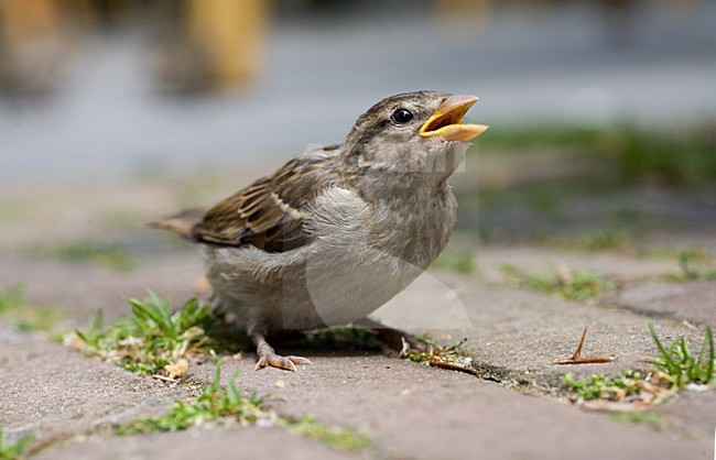 House Sparrow immature standing on the ground; Huismus onvolwassen staatnd op de grond stock-image by Agami/Marc Guyt,