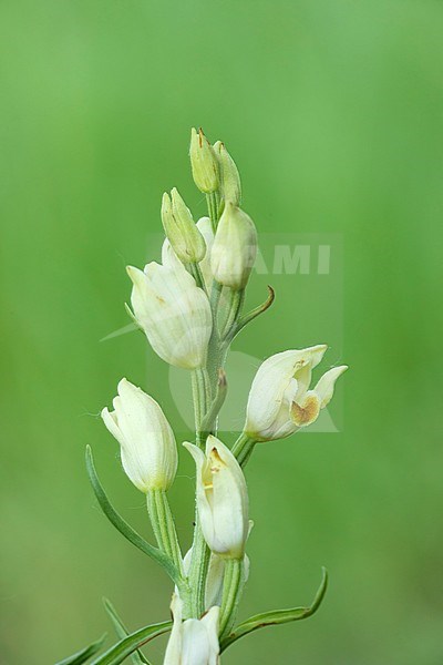 Bleek bosvogeltje; Narrow-leaved Hellebo stock-image by Agami/Walter Soestbergen,