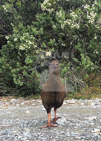 Western Weka (Gallirallus australis australis) in northern part of South Island, New Zealand. Walking on a parking lot, looking straight into the camera. stock-image by Agami/Marc Guyt,