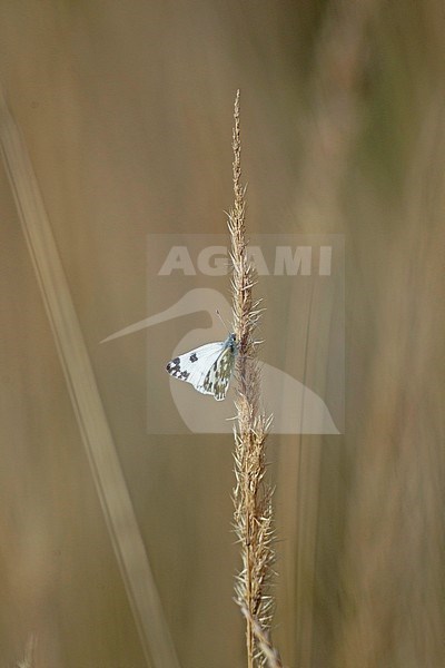 Bath Whith (Pontia daplidice) in Finland. stock-image by Agami/Dick Forsman,