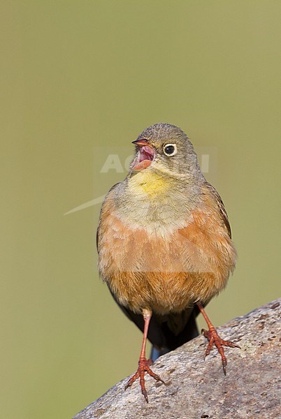 Ortolan Bunting - Ortolan - Emberiza hortulana, Kazakhstan, adult male stock-image by Agami/Ralph Martin,