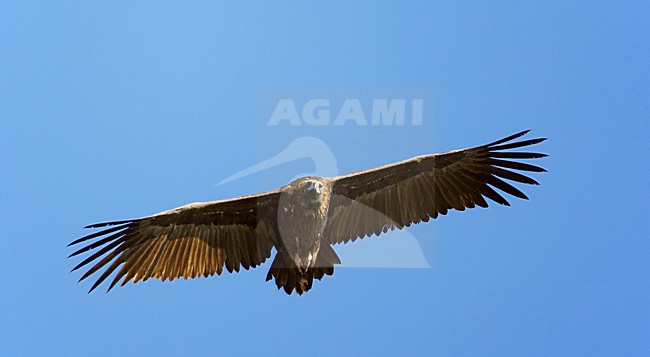 Monniksgier in de vlucht; Cinereous Vulture in flight stock-image by Agami/Markus Varesvuo,
