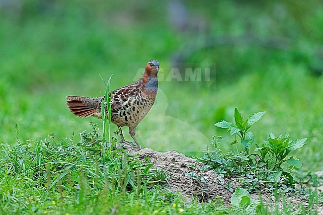 An adult Chinese bamboo partridge (Bambusicola thoracicus) on a glade. stock-image by Agami/Mathias Putze,