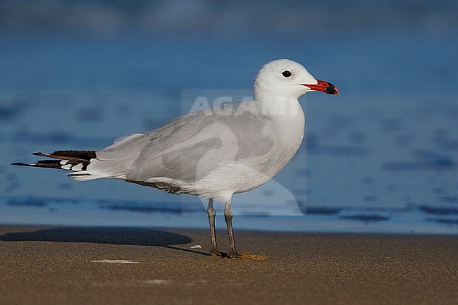 Audouin's gull, chthyaetus audouinii; stock-image by Agami/Saverio Gatto,