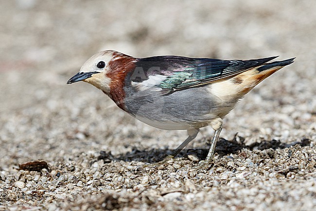 Chestnut-cheeked Starling in Hokkaido, Japan stock-image by Agami/Stuart Price,