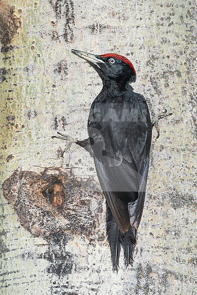 Black Woodpecker perched against a tree stock-image by Agami/Alain Ghignone,