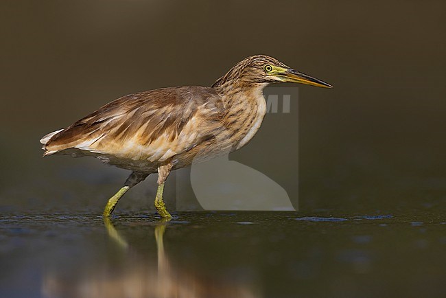 Squacco Heron (Ardeola ralloides) in Italy. stock-image by Agami/Daniele Occhiato,