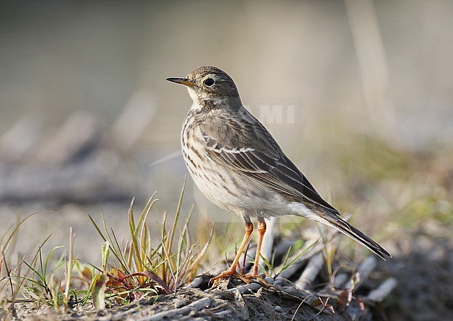 Siberian Buff-bellied Pipit (Anthus rubescens japonicus) in China. stock-image by Agami/Jonathan Martinez,