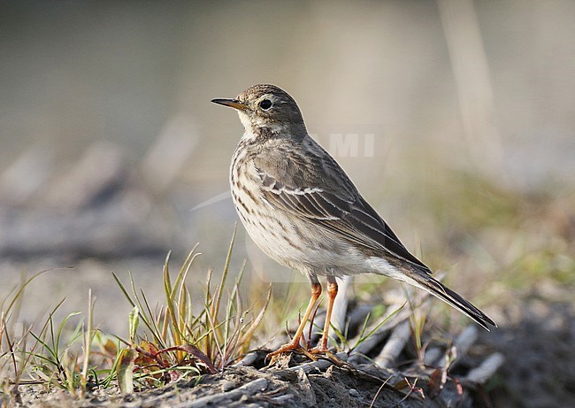 Siberian Buff-bellied Pipit (Anthus japonicus) in China. stock-image by Agami/Jonathan Martinez,