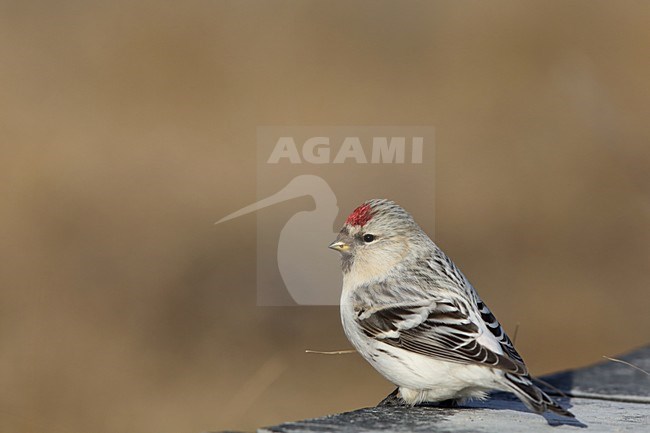Witstuitbarmsijs op de grond, Arctic Redpoll on the ground stock-image by Agami/Chris van Rijswijk,