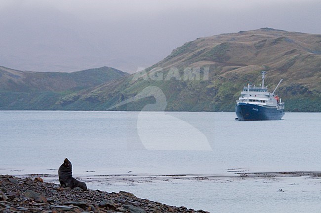 Kerguelenzeebeer langs de kust van South Georgia, Antarctic Fur Seal along the coast of South Georgia stock-image by Agami/Menno van Duijn,