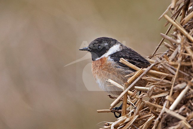 Man Roodborsttapuit, Male European Stonechat stock-image by Agami/Rob Olivier,