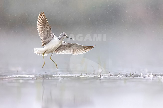 Greenshank, Tringa nebularia, in Italy during migration. stock-image by Agami/Daniele Occhiato,