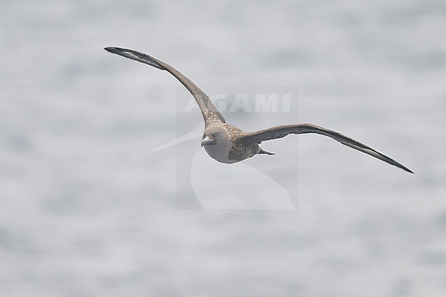 Great skua (Stercorarius skua) flying, seen from the front, with the sea as backgorund. stock-image by Agami/Sylvain Reyt,