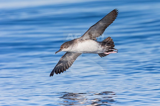 Yelkouan shearwaters breed on islands and coastal cliffs in the eastern and central Mediterranean. It is seen here flying with its wings up against a clear blue background of the Mediterranean Sea of the coast of Sardinia. stock-image by Agami/Jacob Garvelink,