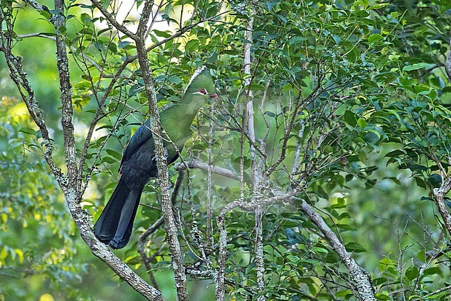 Knysna Turaco (Tauraco corythaix) in South Africa. stock-image by Agami/Pete Morris,