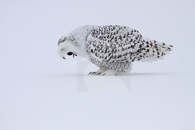 Sneeuwuil brakend een braakbal; Snowy Owl throwing up pellet stock-image by Agami/Chris van Rijswijk,