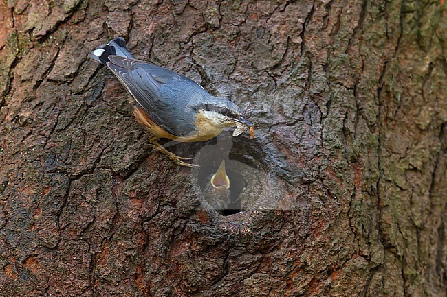 Boomklever voed de jongen;  European Nuthatch feeding juvenile	; stock-image by Agami/Walter Soestbergen,