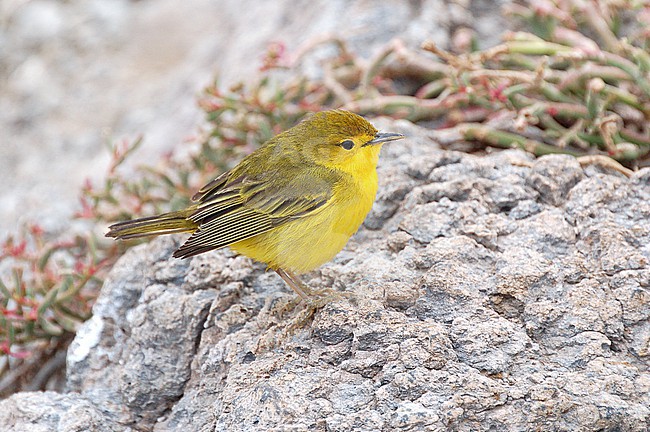 This Galapagos Warbler (Setophaga petechia aureola) is an endemic taxon of the Galapagos Islands. stock-image by Agami/Eduard Sangster,