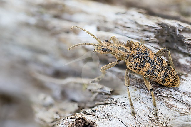 Rhagium sycophanta - Eichen-Zangenbock, Germany (Baden-Württemberg), imago stock-image by Agami/Ralph Martin,