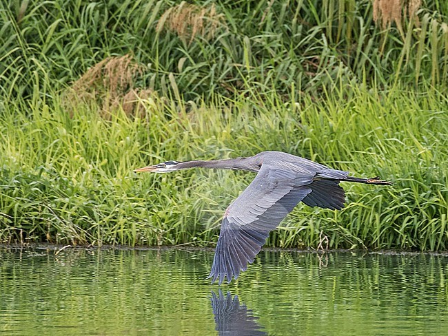 Great Blue Heron, Ardea herodias, in Mexico. stock-image by Agami/Pete Morris,