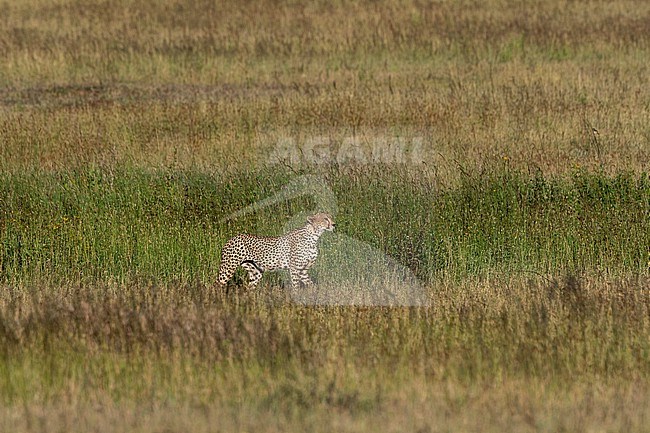 A cheetah, Acynonix jubatus, walks in the tall grass. Seronera, Serengeti National Park, Tanzania stock-image by Agami/Sergio Pitamitz,