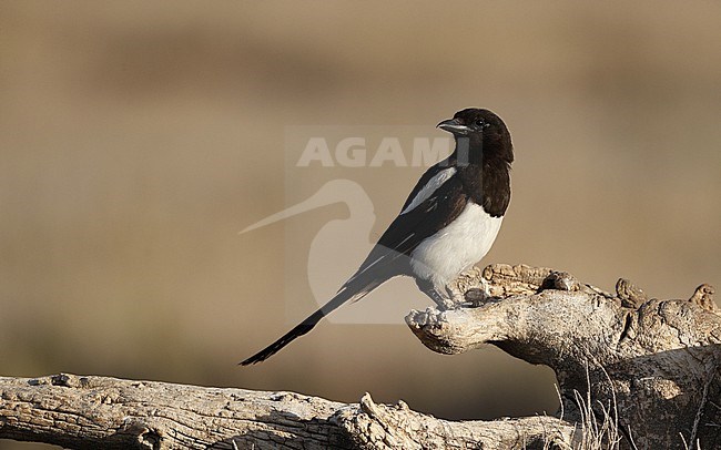 Eurasian Magpie (Pica pica melanotos),perched at Laguna de Taray, Castilla-La Mancha, Spain stock-image by Agami/Helge Sorensen,