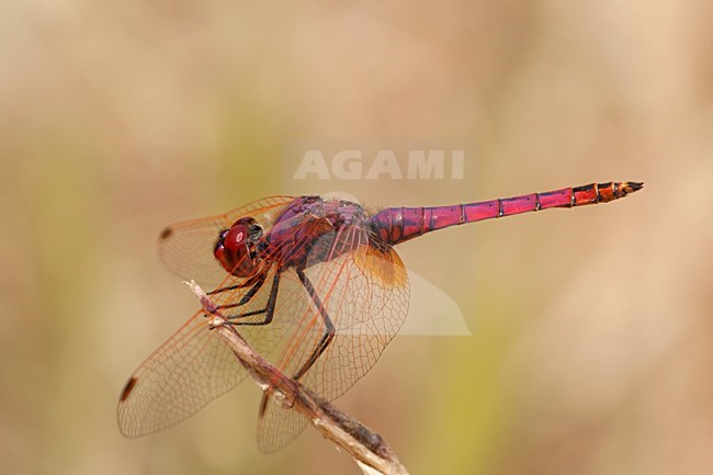Mannetje Purperlibel, Male Trithemis annulata stock-image by Agami/Wil Leurs,