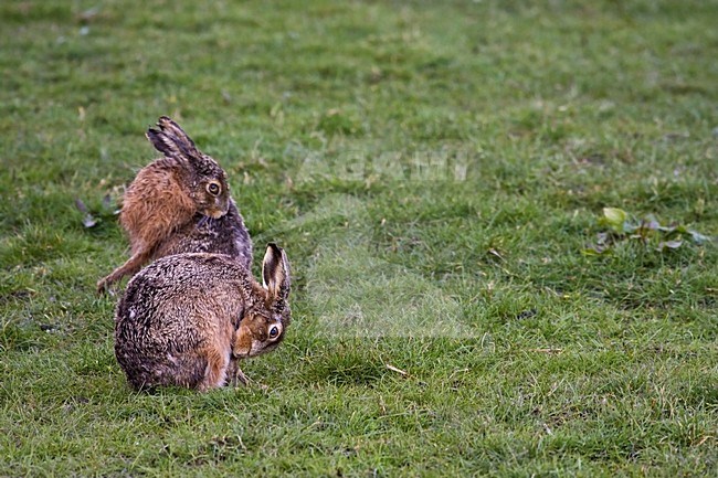 Europese Haas zichzelf wassend; European Hare washing itself stock-image by Agami/Kristin Wilmers,