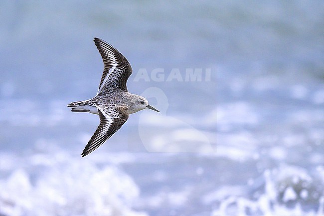 Sanderling (Calidris alba) flying, with the sea as background. stock-image by Agami/Sylvain Reyt,