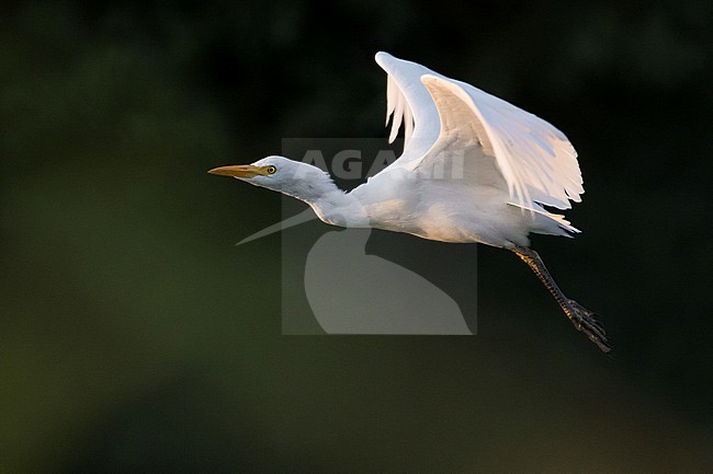 Cattle Egret (Bubulcus ibis), side view of an adult in winter plumage in flight, Campania, Italy stock-image by Agami/Saverio Gatto,