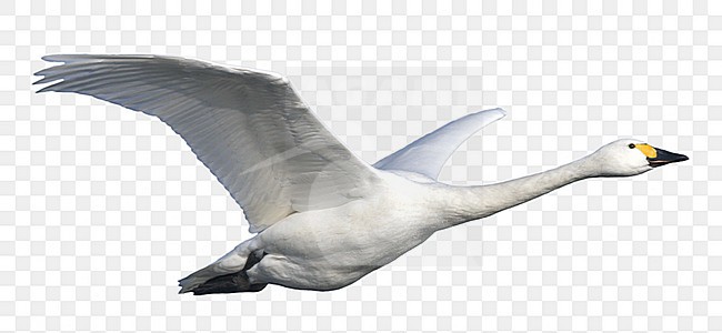 Adulte Kleine Zwaan vliegend in blauwe lucht. Adult Bewick's Swan flying in blue sky stock-image by Agami/Ran Schols,
