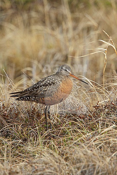 Rode Grutto, Hudsonian Godwit stock-image by Agami/Glenn Bartley,