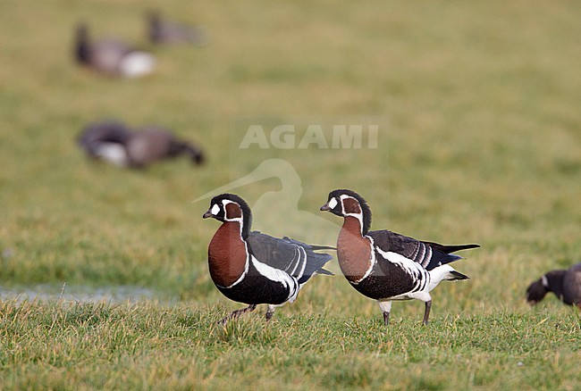 Adult and immature Red-breasted Geese (Branta ruficollis) wintering amongst Brent Geese in meadow on the Wadden island Terschelling in the Netherlands. stock-image by Agami/Arie Ouwerkerk,