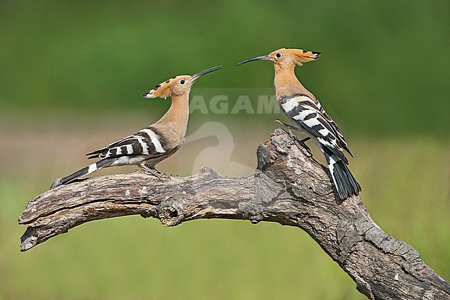Eurasian Hoopoe (Upupa epops) in Italy stock-image by Agami/Alain Ghignone,