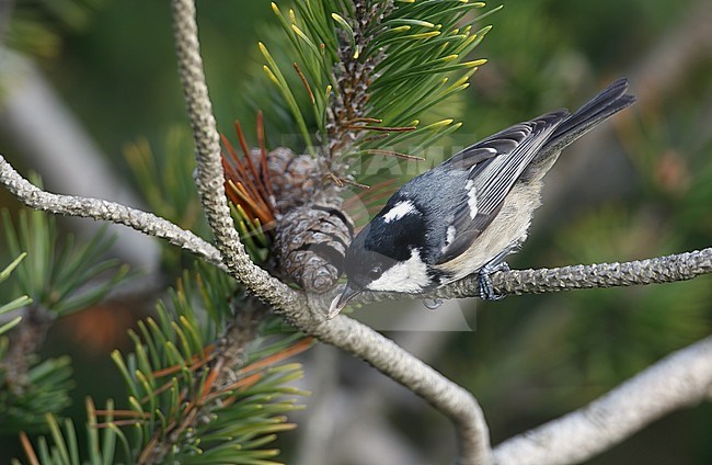 Coal Tit, Periparus ater, at Tisvilde, Denmark. Eating from a pine cone. stock-image by Agami/Helge Sorensen,