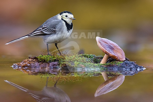 White Wagtail (Motacilla alba) in Italy. stock-image by Agami/Daniele Occhiato,