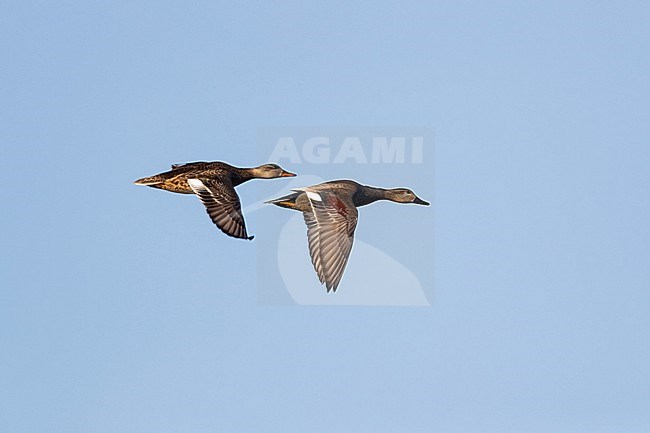 Flying adult male and female Gadwall (Mareca strepera) against the blue sky stock-image by Agami/Mathias Putze,