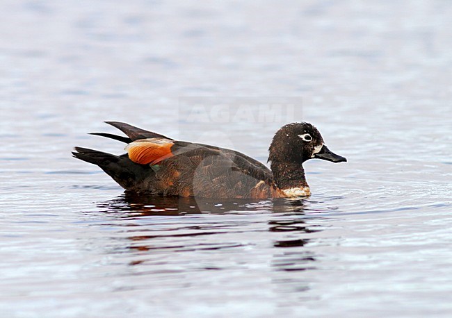 Mannetje Australische Bergeend in water, Australian Shelduck male in water stock-image by Agami/Pete Morris,