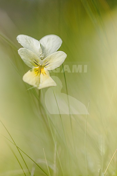 Mountain Pansy, Viola lutea subsp. calaminaria stock-image by Agami/Wil Leurs,